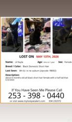 Lost Female Cat last seen Near I st ne auburn wa, Auburn, WA 98002