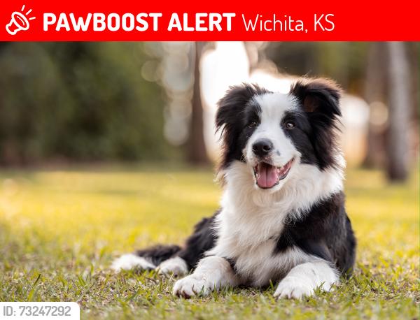 Lost Male Dog last seen Near n meridian wichita ks, Wichita, KS 67204