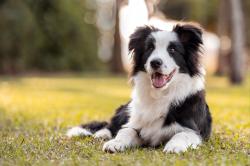Lost Male Dog last seen Near n meridian wichita ks, Wichita, KS 67204
