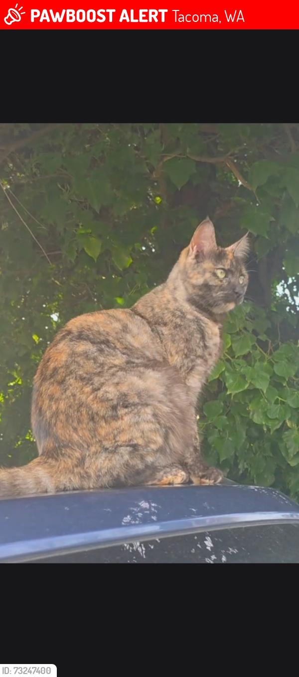 Lost Female Cat last seen S 76th st and S I s, tacoma, Tacoma, WA 98408