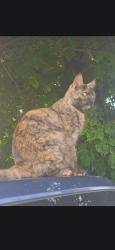 Lost Female Cat last seen S 76th st and S I s, tacoma, Tacoma, WA 98408