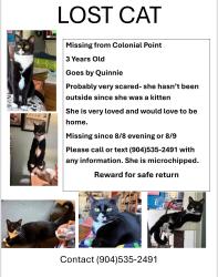 Reunited Female Cat last seen Colonial Point, Jacksonville, FL 32207