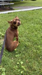 Found/Stray Male Dog last seen Mentee gap rd and Beartown Rd, Washington Township, PA 17268