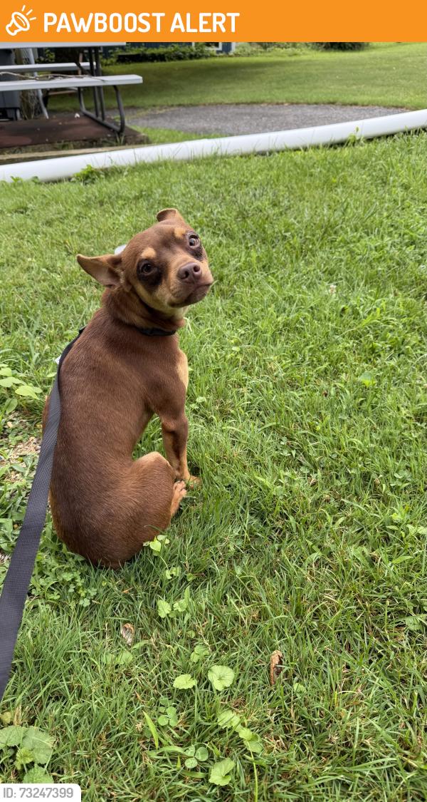 Found/Stray Male Dog last seen Mentee gap rd and Beartown Rd, Washington Township, PA 17268
