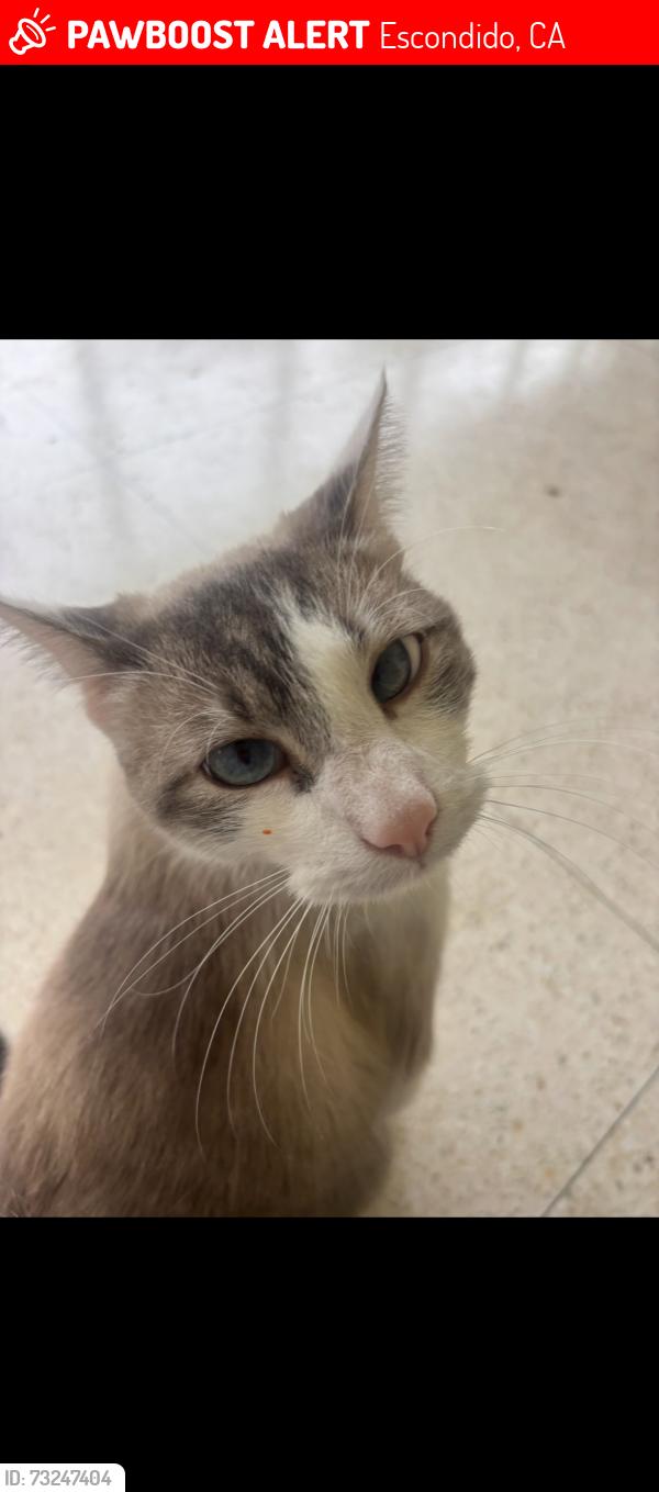 Lost Male Cat last seen Borden Rd, Escondido, CA 92026