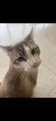 Lost Male Cat last seen Borden Rd, Escondido, CA 92026