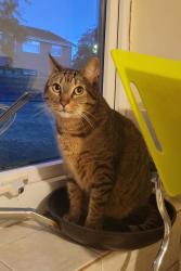 Lost Female Cat last seen Burnbridge Seaton Burn Newcastle upon Tyne, Seaton Burn, England NE13 6DZ