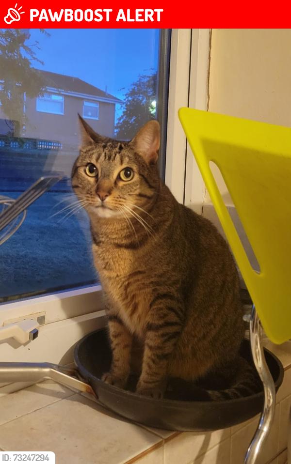 Lost Female Cat last seen Burnbridge Seaton Burn Newcastle upon Tyne, Seaton Burn, England NE13 6DZ