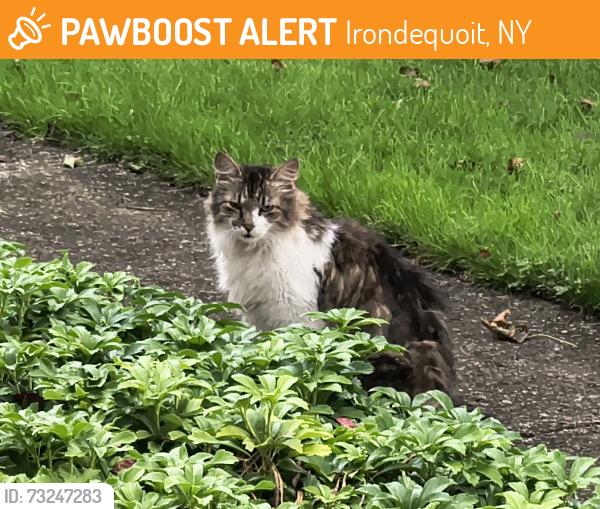 Found/Stray Unknown Cat last seen Kenmore Lane, Cornwall, Pinegrove Ave, Irondequoit, NY 14617