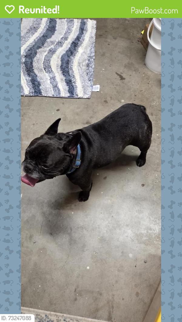 Reunited Male Dog last seen Foxboro, Palm Harbor, FL 34683
