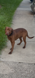 Found/Stray Unknown Dog last seen Shadeland, Indianapolis, IN 46256