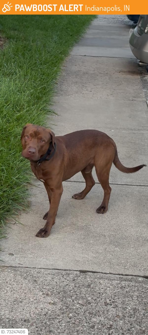 Found/Stray Unknown Dog last seen Shadeland, Indianapolis, IN 46256