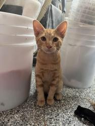 Lost Male Cat last seen GVR St and piccadilly rd, Aurora, CO 80019