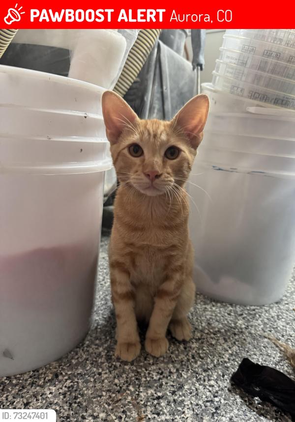 Lost Male Cat last seen GVR St and piccadilly rd, Aurora, CO 80019