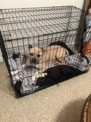 Lost Male Dog last seen Indrio Road and Kings Highway, Lakewood Park, FL 34951