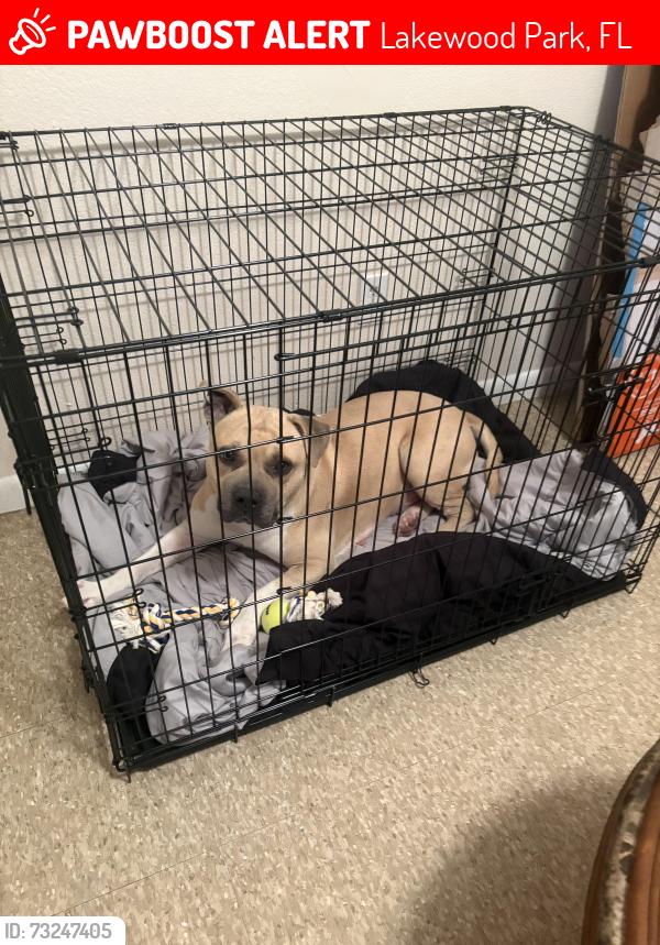 Lost Male Dog last seen Indrio Road and Kings Highway, Lakewood Park, FL 34951