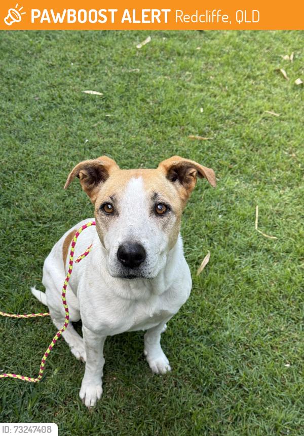 Found/Stray Female Dog last seen Ashmole & Klingner Roads Redcliffe, Redcliffe, QLD 