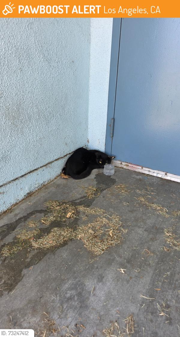 Found/Stray Female Cat last seen Neptune Ave and W E St, Los Angeles, CA 90744