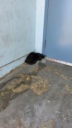 Found/Stray Female Cat last seen Neptune Ave and W E St, Los Angeles, CA 90744