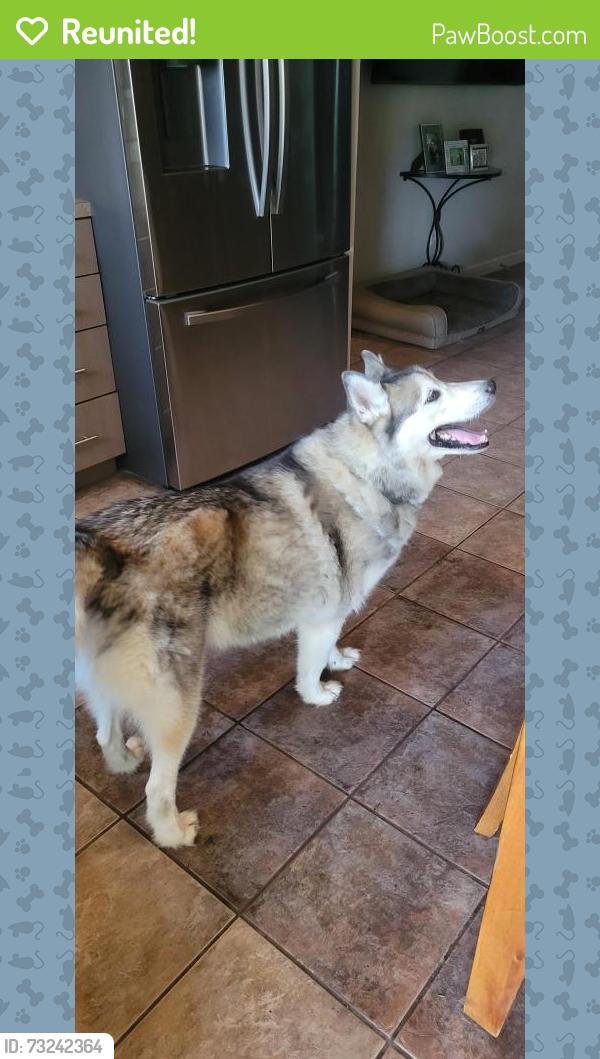 Reunited Male Dog last seen Forest Bend Neighborhood, Friendswood, TX 77546