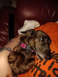 Lost Female Dog last seen On french creek Bridge heading toward qualicum, French Creek, BC V9P 1Z8