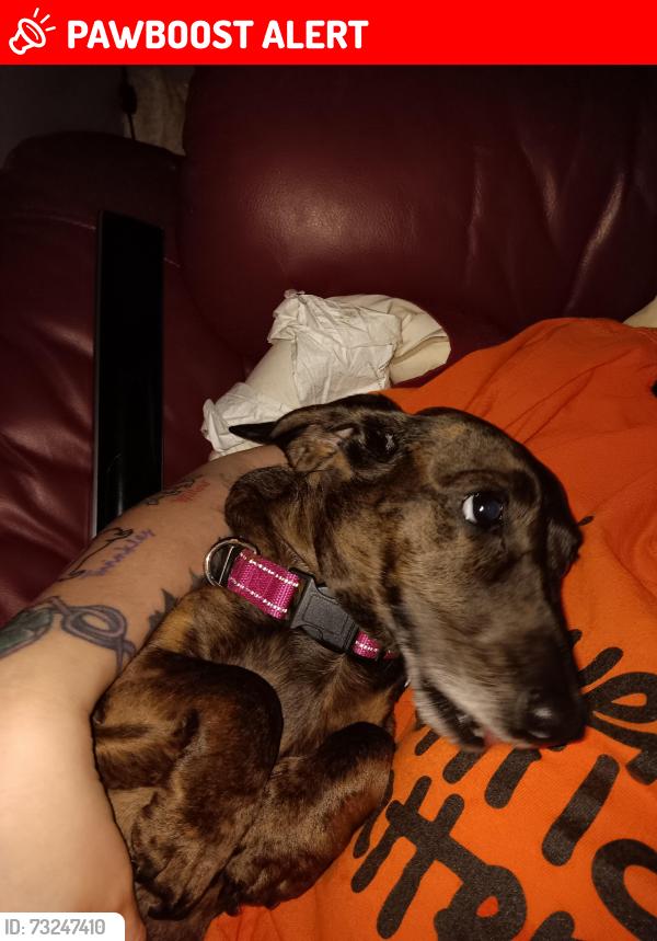 Lost Female Dog last seen On french creek Bridge heading toward qualicum, French Creek, BC V9P 1Z8