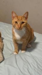 Lost Female Cat last seen Selma North Carolina, Selma, NC 27576