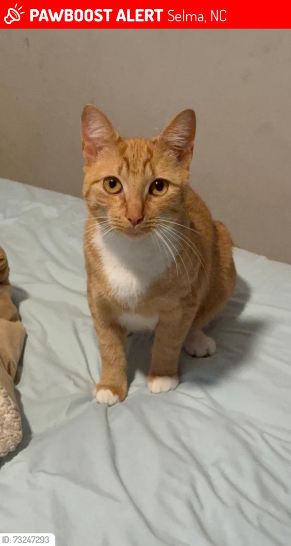 Lost Female Cat last seen Selma North Carolina, Selma, NC 27576