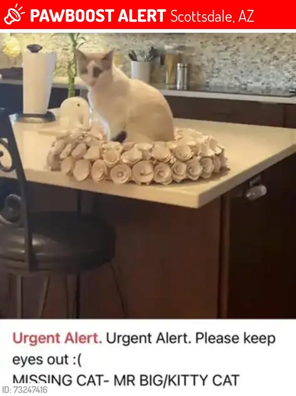 Lost Male Cat last seen Near e Kelton ln, Scottsdale, AZ 85254