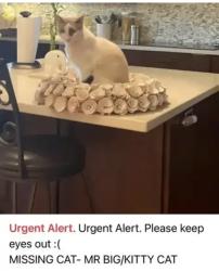 Lost Male Cat last seen Near e Kelton ln, Scottsdale, AZ 85254