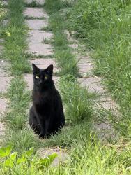Lost Female Cat last seen w ortega and san pascual st, Santa Barbara, CA 93101