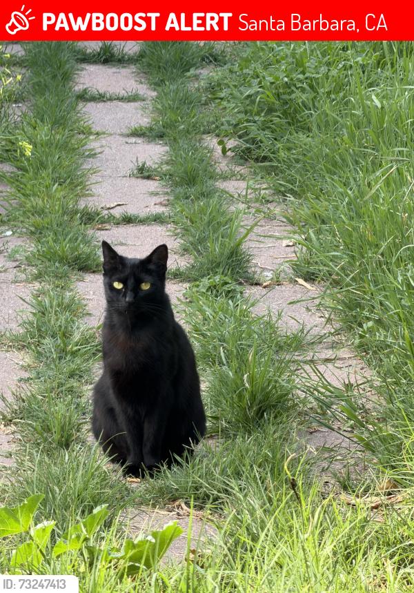 Lost Female Cat last seen w ortega and san pascual st, Santa Barbara, CA 93101