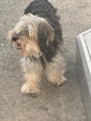 Found/Stray Unknown Dog last seen New Walkerton rd . Quality mart, Winston-Salem, NC 27105