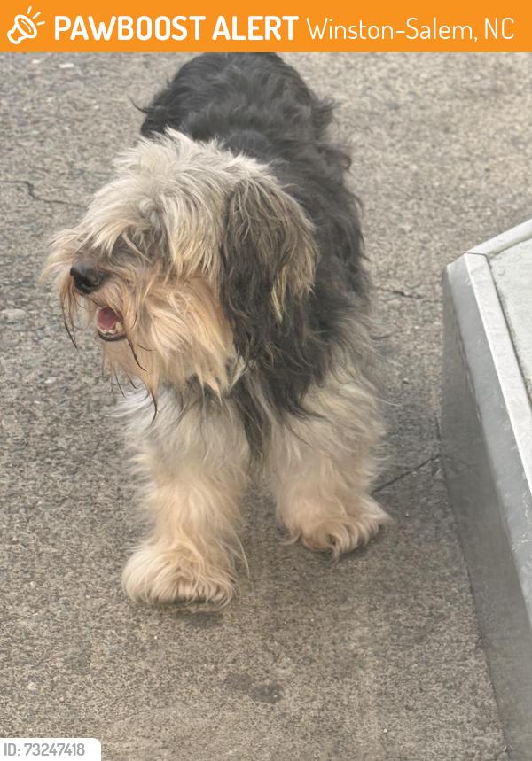 Found/Stray Unknown Dog last seen New Walkerton rd . Quality mart, Winston-Salem, NC 27105