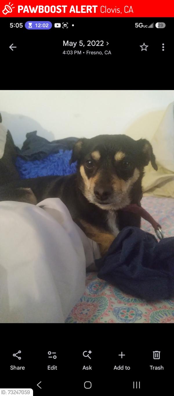 Lost Female Dog last seen Bullard Clovis CA, Clovis, CA 93612