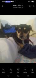 Lost Female Dog last seen Bullard Clovis CA, Clovis, CA 93612