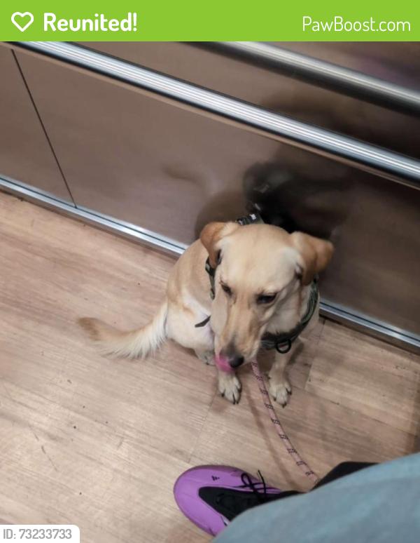 Reunited Female Dog last seen Monterey and Lewis, San Jose, CA 95111