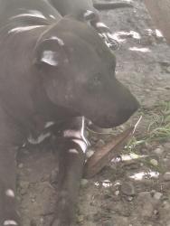 Found/Stray Male Dog last seen JFK/Aldine Bender/Lauder/Fairgreen, Houston, TX 77039