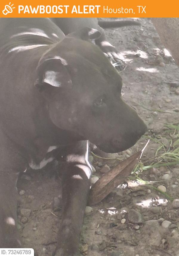 Found/Stray Male Dog last seen JFK/Aldine Bender/Lauder/Fairgreen, Houston, TX 77039