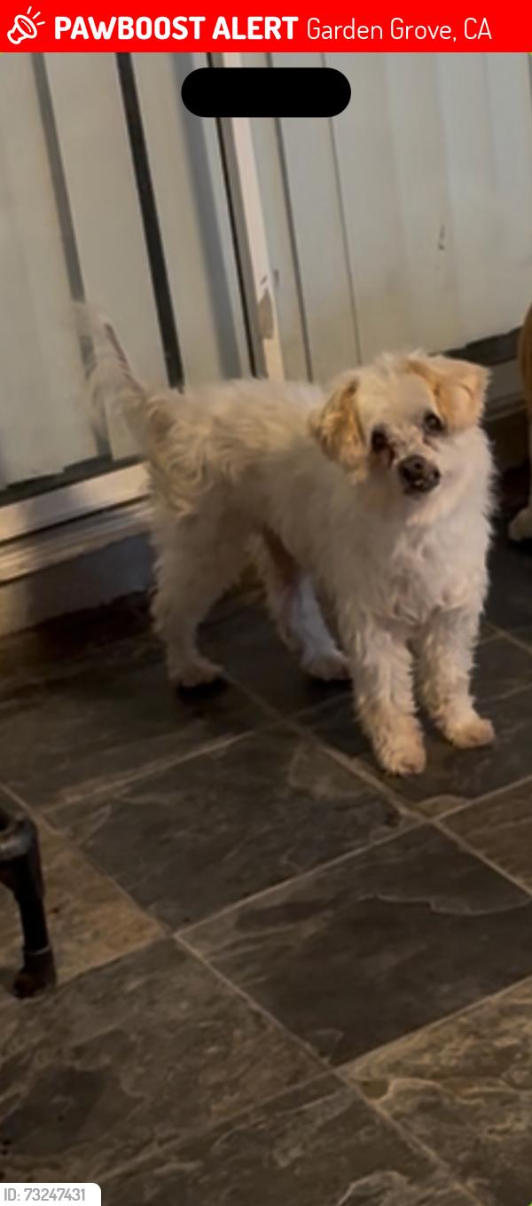 Lost Male Dog last seen Patricia drive near faylane elementary, Garden Grove, CA 92840