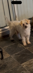 Lost Male Dog last seen Patricia drive near faylane elementary, Garden Grove, CA 92840