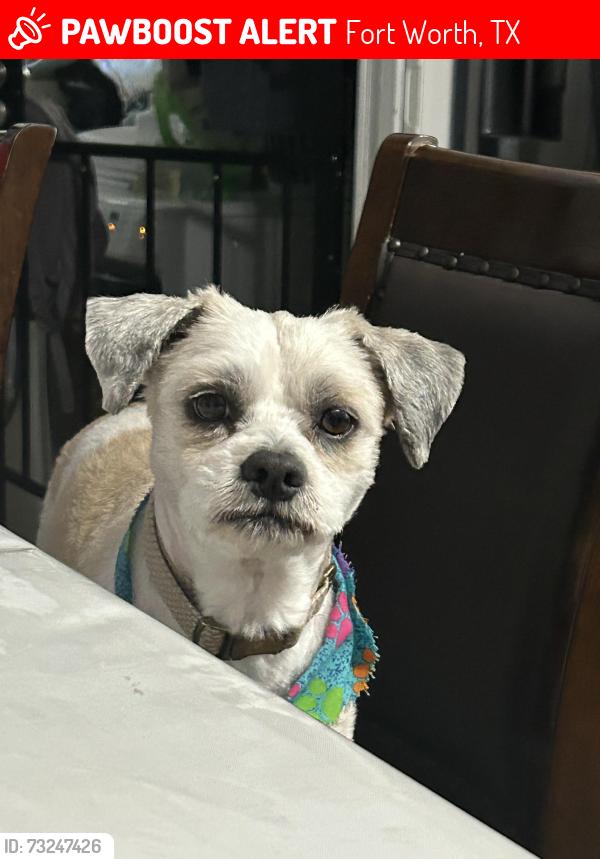 Lost Male Dog last seen Tallie Rd, Fort Worth, TX 76112