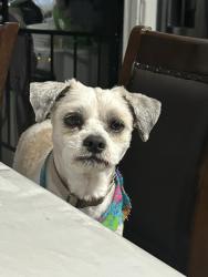 Lost Male Dog last seen Tallie Rd, Fort Worth, TX 76112