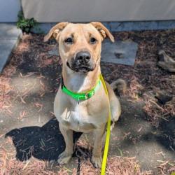 Shelter Stray Male Dog last seen , , CA, 1101 29th Ave, Oakland, CA 94601, USA