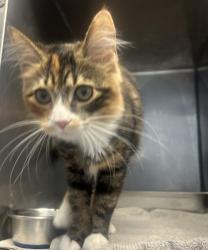 Shelter Stray Female Cat last seen Near Cedar Brook Dr Decatur Ga 30033, 30033, GA, 3280 Chamblee Dunwoody Rd, Chamblee, GA 30341, USA