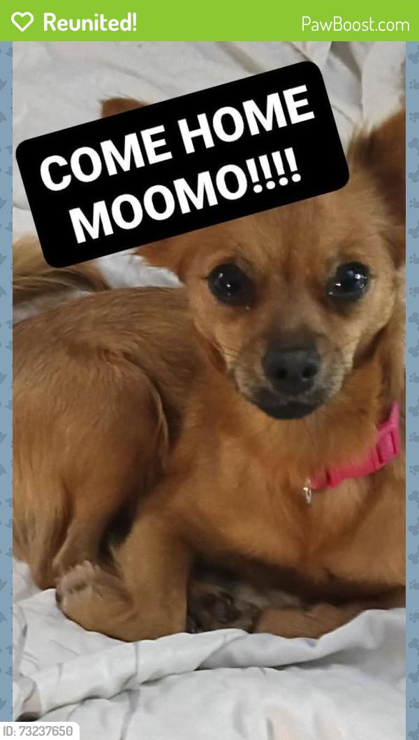 Reunited Female Dog last seen Walgreens New Shackle Island Rd & CVS Across from Hendersonville hosp, Hendersonville, TN 37075
