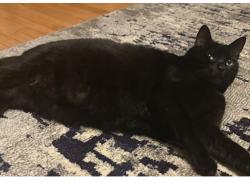 Reunited Male Cat last seen 4th and Hancock, Gary, IN 46403