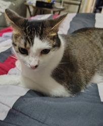 Reunited Female Cat last seen Greenville, Fairview, TX 75069