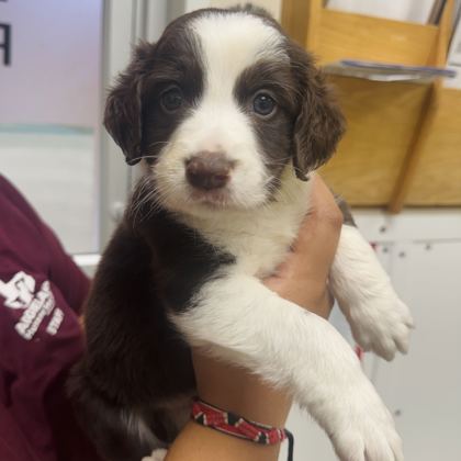 Shelter Stray Male Dog last seen Harvey / Scarlett o'Hara, City of College Station, TX, 5359 Leonard Rd, Bryan, TX 77807, USA