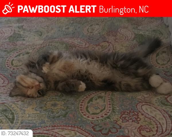 Lost Female Cat last seen Durham Street Ext, Burlington, NC 27217